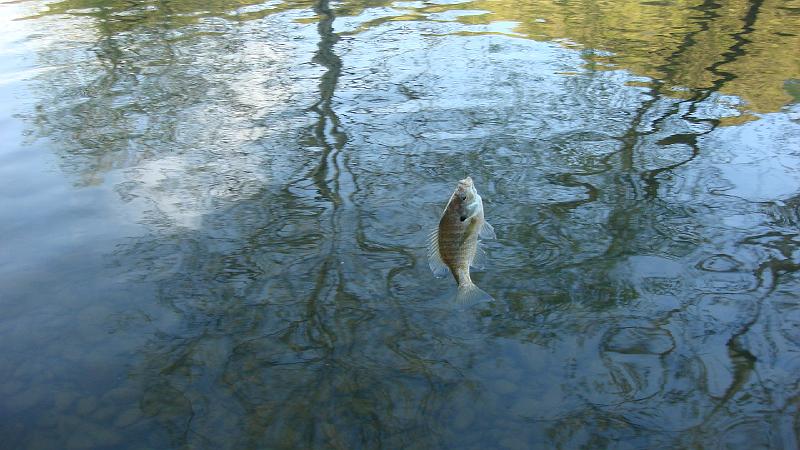 Trout in disguise.JPG